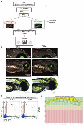 RNA-Seq Dataset From Isolated Leukocytes Following Spontaneous Intracerebral Hemorrhage in Zebrafish Larvae